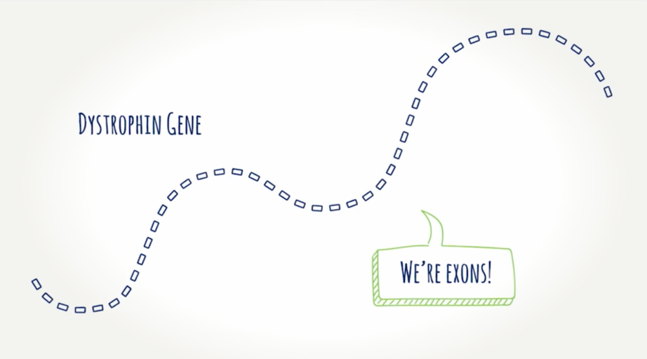 Graphic of dystrophin gene
