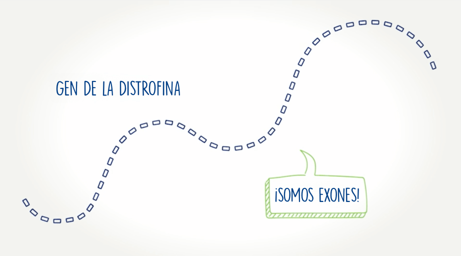 Gráfico del gen de la distrofina
