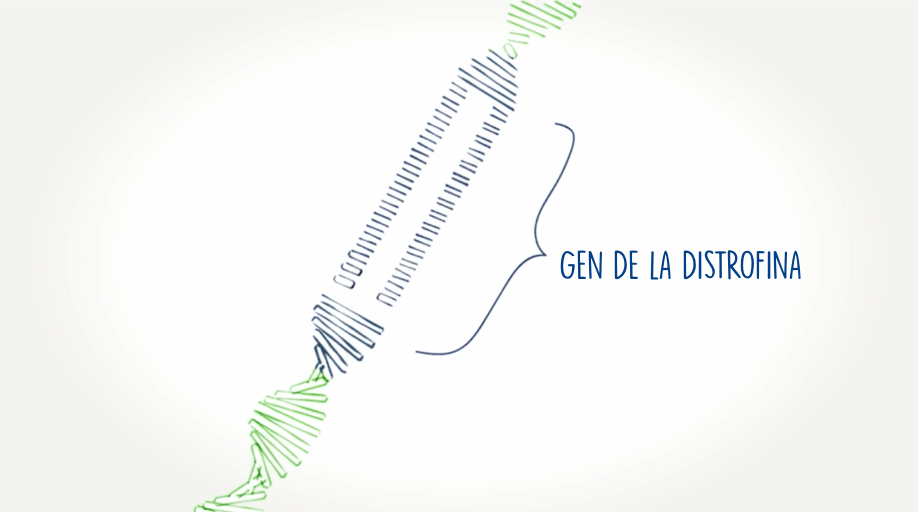 Gen de la distrofina