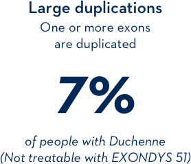Large duplications: one or more exonds are duplicated 7% of people with Duchenne (Not treatable with EXONDYS 51) Large duplications: one or more exonds are duplicated 7% of people with Duchenne (Not treatable with EXONDYS 51)