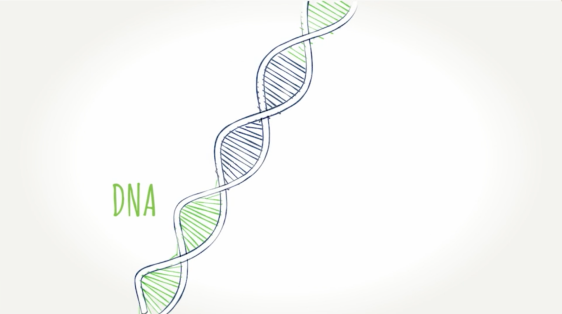 Handdrawn illustration of DNA strand
