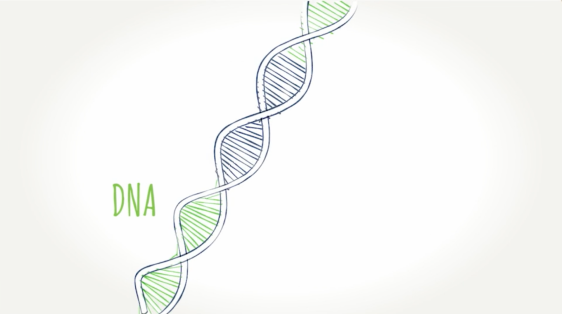Strand of DNA Handdrawn illustration of DNA strand