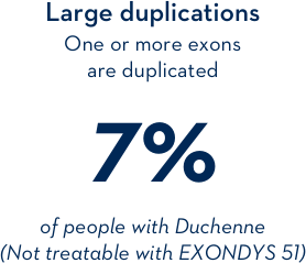 Large duplications: one or more exonds are duplicated 7% of people with Duchenne (Not treatable with EXONDYS 51) Large duplications: one or more exonds are duplicated 7% of people with Duchenne (Not treatable with EXONDYS 51)