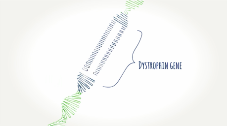 Dystropin gene Handdrawn illustration of dystrophin gene
